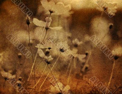 old-fashioned flower