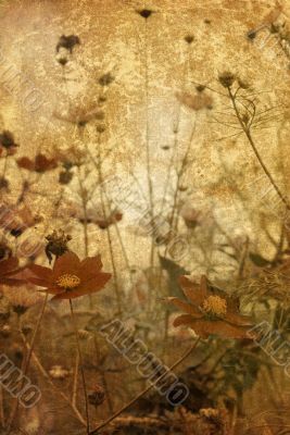 old-fashioned flower