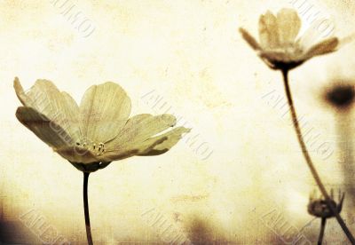 old-fashioned flower
