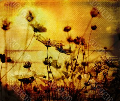 old-fashioned flower