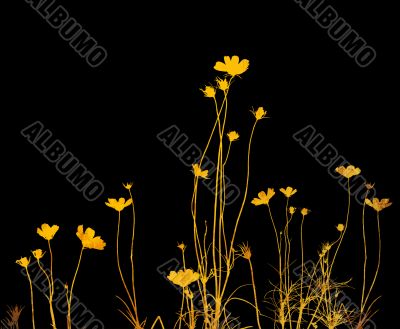 flower abstract textures and backgrounds