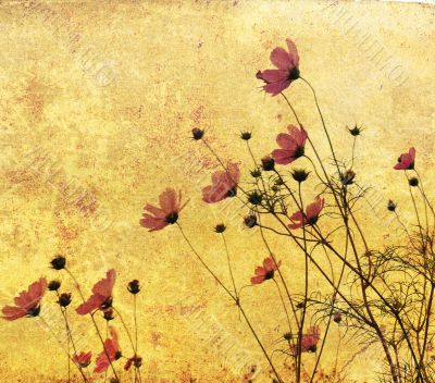old-fashioned flower