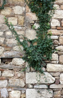Plant over stone wall