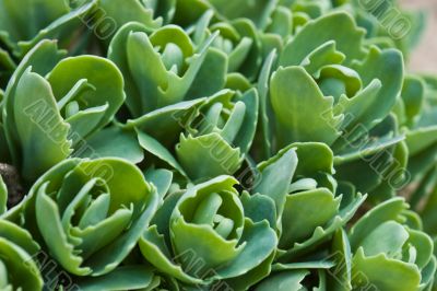 Green brairds