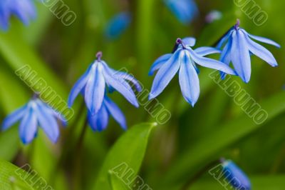 Blue snowdrops