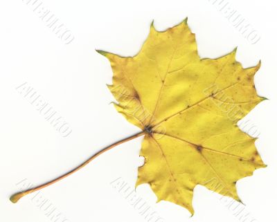autumnal leaf