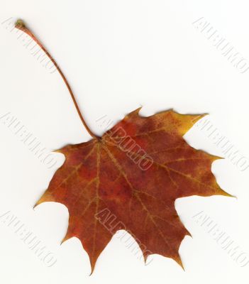 autumnal leaf