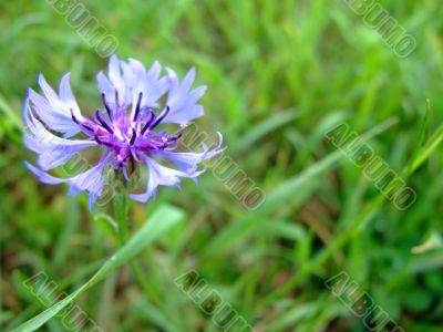 Blue Cornflower