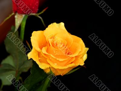 Yellow Rose