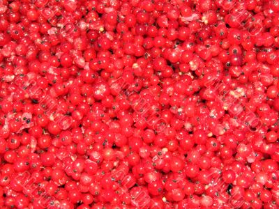 Red Currants