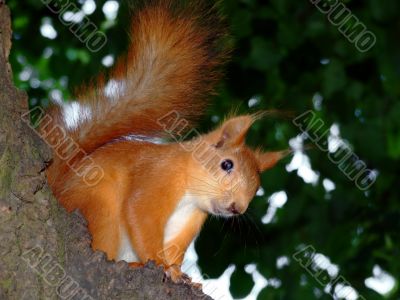 Smiling Squirrel