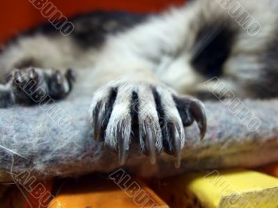Raccoons Paw