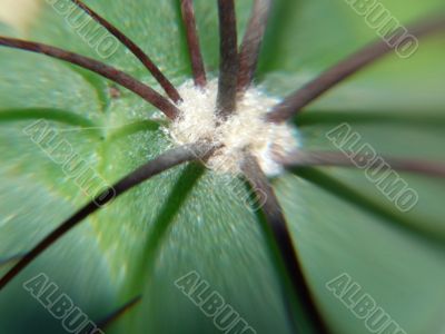 Thorns Of Cactus