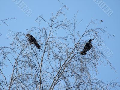 Two quarreled ravens