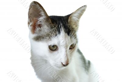 A cat on white