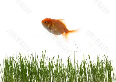 Grass and fish