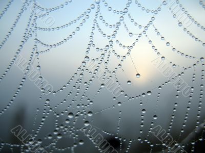 Cobweb