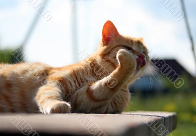 Washing red cat