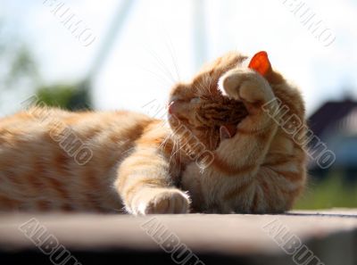 Washing red cat