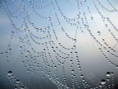 Cobweb