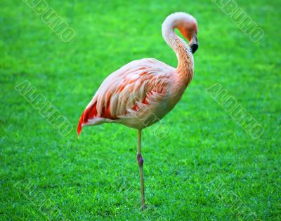 Flamingo