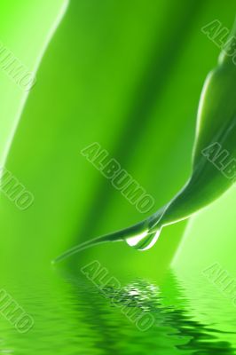 Green beauty reflected