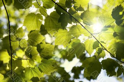 Sunny forest canopy