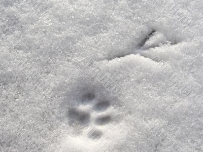 Print in the snow