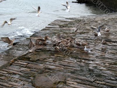 seagulls