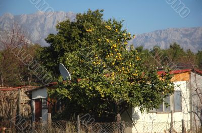 Orange tree