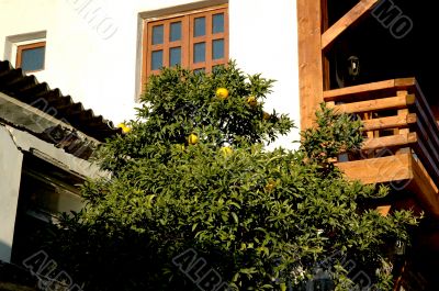 orange tree