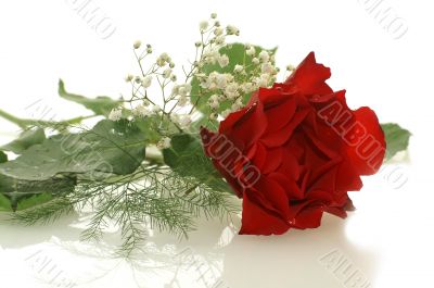 nice red rose with a little white flowers