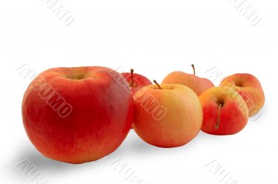 apple leader