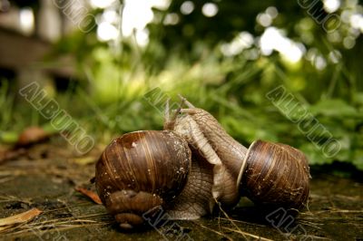 Two snails struggle