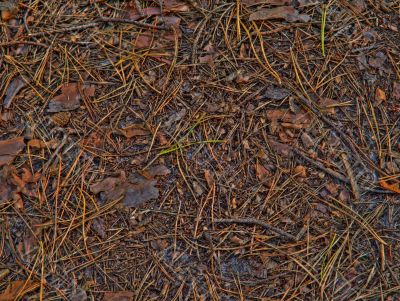 Pine needles
