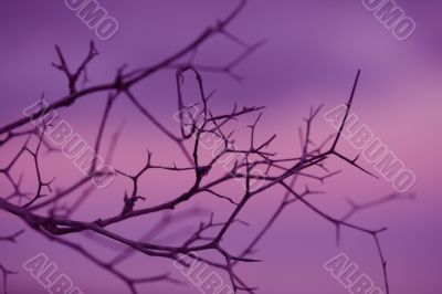 silhouette dry old plants  against sunset sky