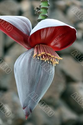 banana flowers