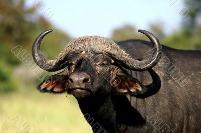 African Buffalo Portrait