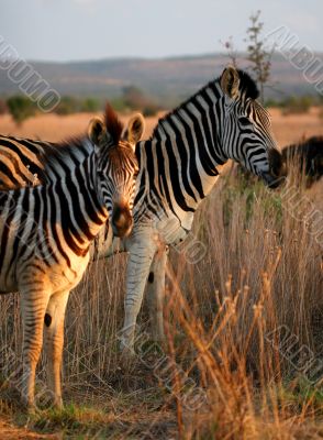Zebra family  portrait