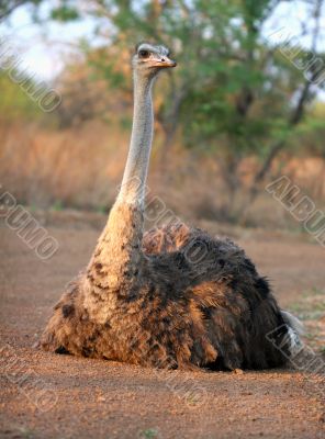 Ostrich basking in the sun