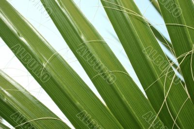 Palm leaf