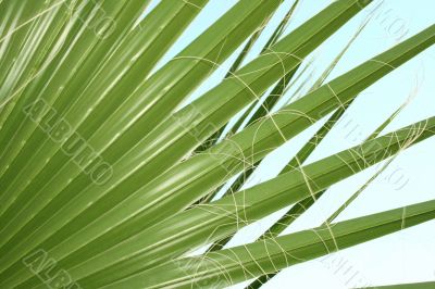 Palm leaves