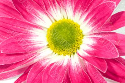 pink marguerite