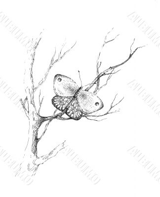 Butterfly on the branch