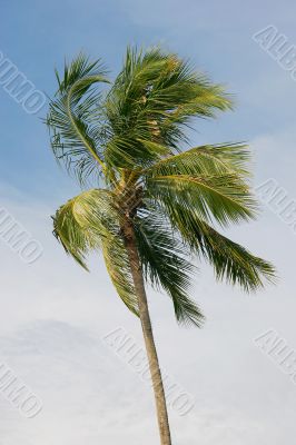 palm tree on blue sky background