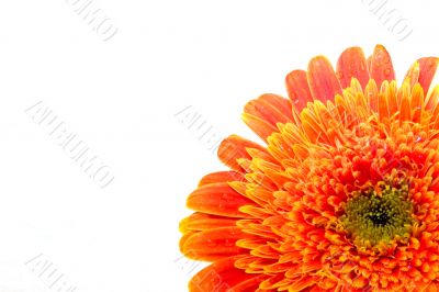 close up of gerber daisy