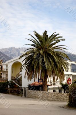 palm with white cottage