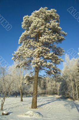 Lonely tree. Winter.