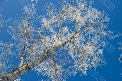 Tree, hoarfrost, sky.
