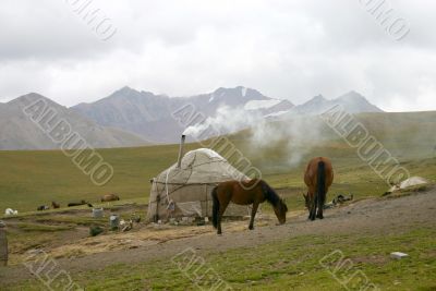 Horses. Mountains